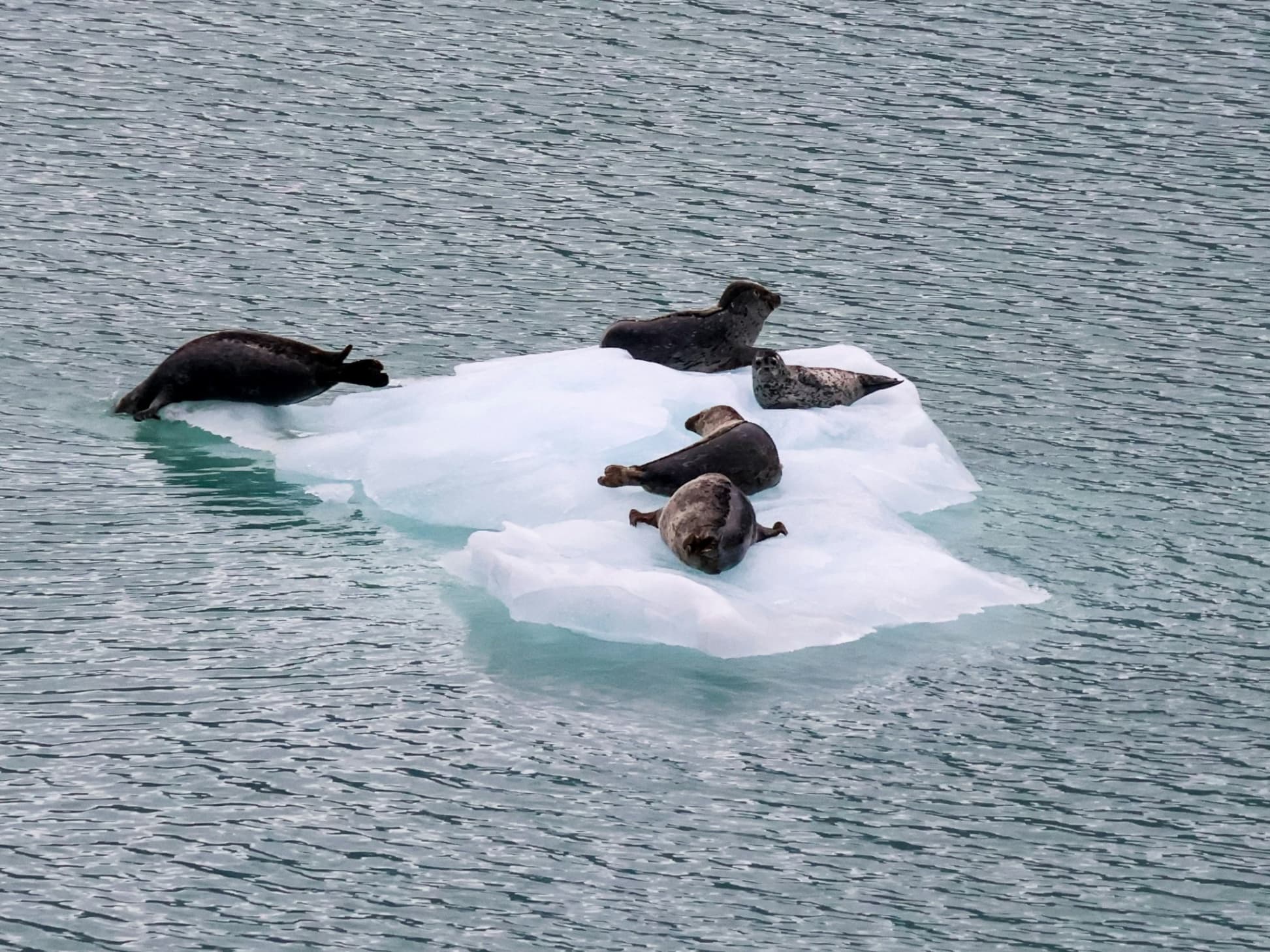 ALASKA CRUISE on Celebrity Edge - Image 5